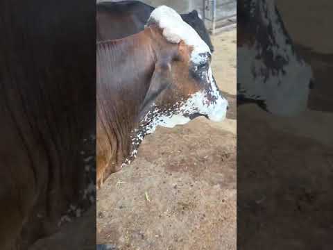 disponible en Sonsonate santo domingo de Guzmán WhatsApp 60632341