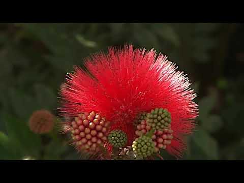 Francis Goya  - Medley