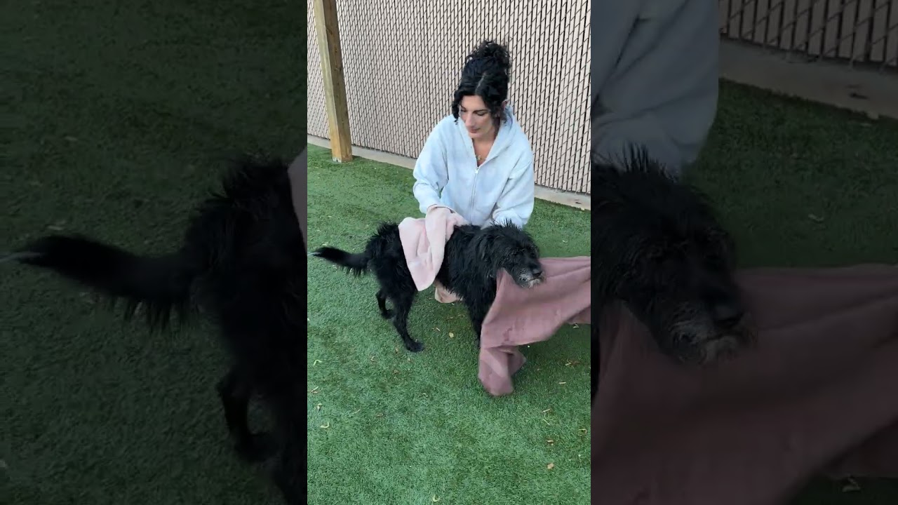 Enlarge CHERRY - Friendly, spayed, medium size - a catch, a Adopted mixed breed in Clifton, NJ video 5/5