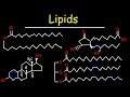Lipids Fatty Acids Triglycerides Phospholipids Terpenes Waxes Eicosanoids