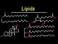 Lipids - Fatty Acids, Triglycerides, Phospholipids, Terpenes, Waxes, Eicosanoids