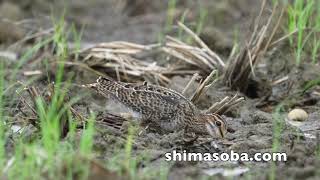 今季初のハリオシギとチュウジシギ(動画あり)