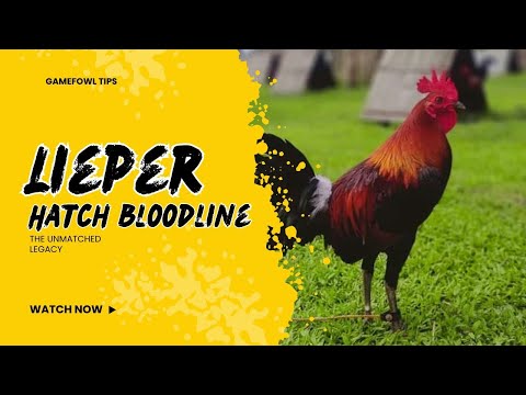 "The Unmatched Legacy of the Lieper Hatch Gamefowl Bloodline"