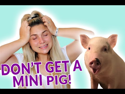 7 Reasons NOT to get a mini pig! Video