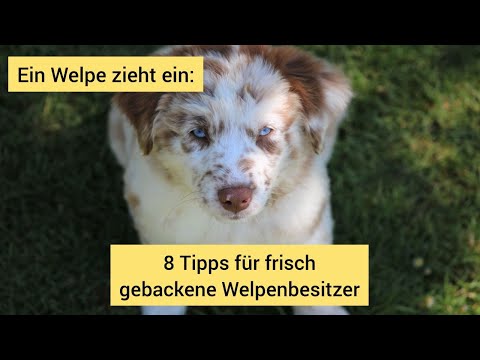 Welpenerziehung: 8 Tipps für frisch gebackene Welpenbesitzer | Tipps, wenn ein Welpe einzieht
