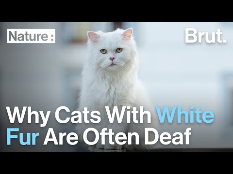 Why House Cats With White Fur Are Often Deaf - YouTube