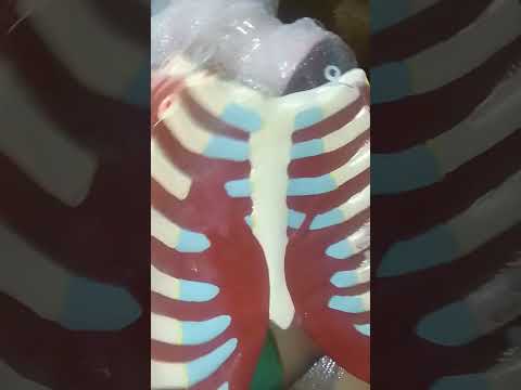 Human Chest Model