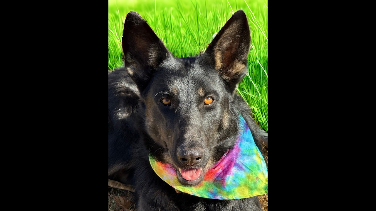 Enlarge MOLLIE, a ADOPTABLE mixed breed in Levelland, TX video 6/6