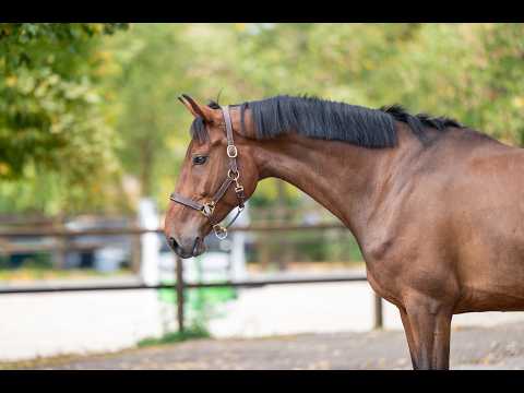 Lux ☆ (LUCKY BOY x LONDONTIMES) - Video 6 video thumbnail