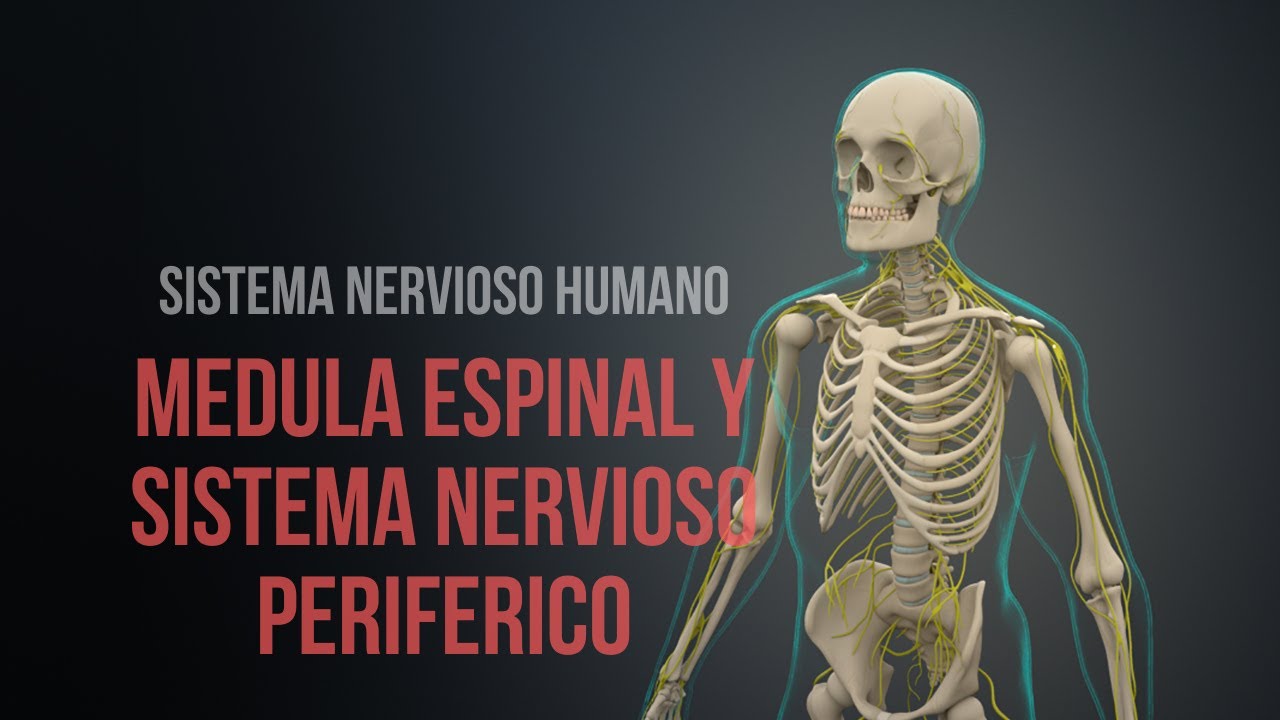 ¿Cómo funciona la médula espinal y el sistema nervioso periférico? (Animación)