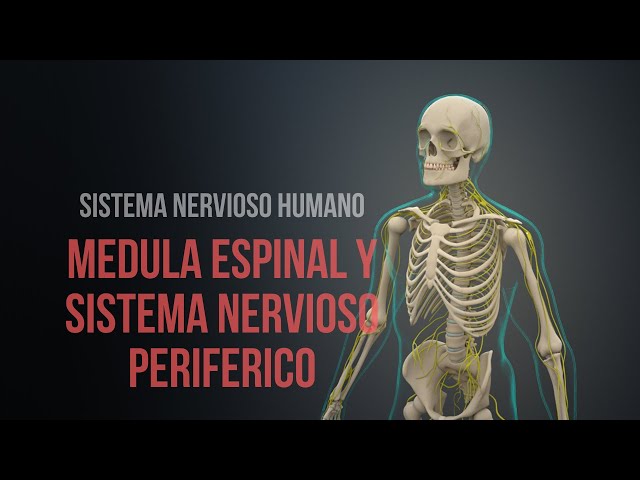 Vídeo relacionado con 3B Scientific VR3621L Póster Explicativo sobre el Sistema Nervioso Periférico Humano