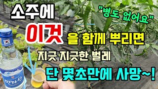 소주에 이것을 함께 뿌리면 벌레 단 몇초만에 사망 탄저병 역병 곰팡이병이렇게 예방하세요 #천연살충제