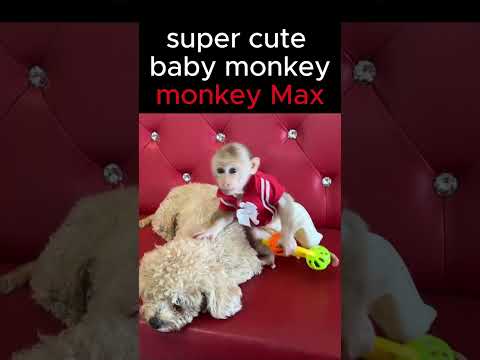 Super cute! Monkey Max is playful with dog Bo#monkey #funnyanimal #Short