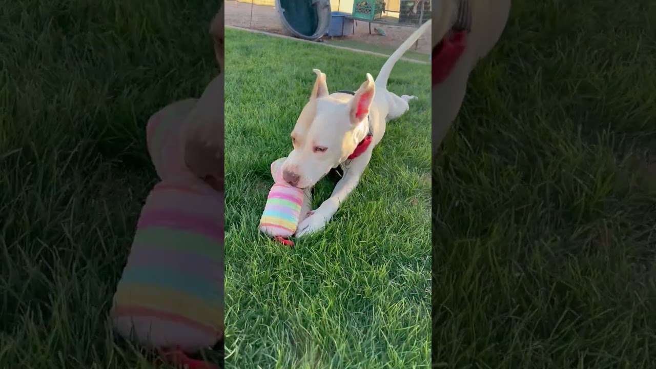 Enlarge Arrow, a Adoptable mixed breed in Gilbert, AZ video 5/6