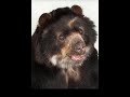 Bear Sound Effect