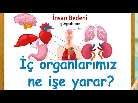İç Organlarımızı Tanıyalım - Organlarımız ne işe yarar?
