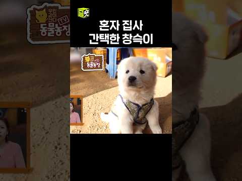 창슥이가 스윽 들어왔다니까요 #달리 #DALI #TV동물농장 #shorts