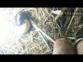watch how Kiyaw Bird hatch from eggs  and live freely.