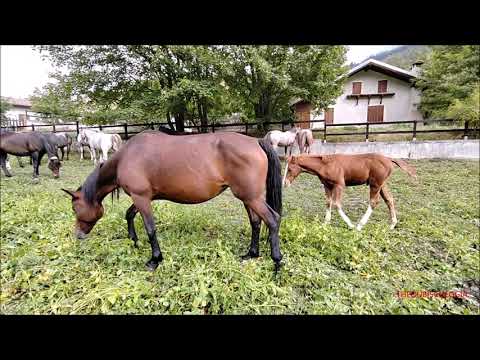 IL RITORNO DALL' ALPE I CAVALLI SI ROTOLANO PER TERRA AL PASCOLO. PONTECHIANALE. DOM. 17 - 9 - 2023.
