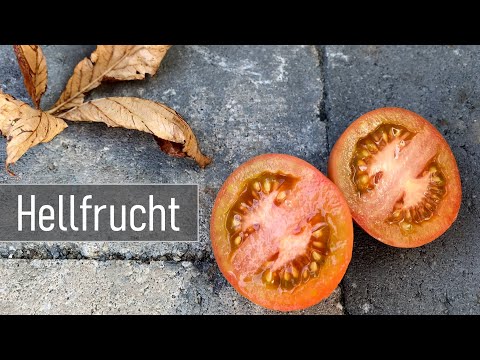 download lagu mp3 mp4 Hellfrucht, download lagu Hellfrucht gratis, unduh video klip Hellfrucht