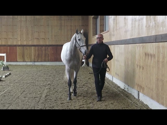 gaits