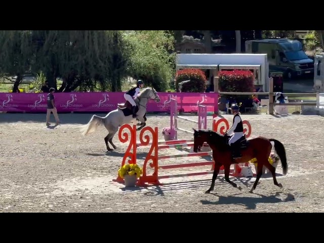 A vendre, top jument de concours 