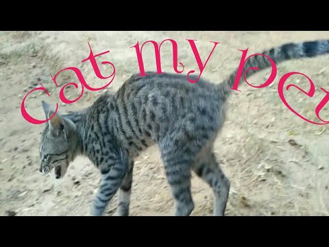 cat my pet