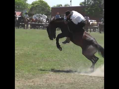 Monta en clina La 38 de Caceres en Nelson Santa Fe