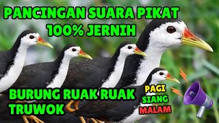 Download lagu SUARA PIKAT BURUNG RUAK RUAK atau TRUWOK JANTAN PALING AMPUH #9 mp3 Download lagu SUARA PIKAT BURUNG RUAK RUAK atau TRUWOK JANTAN PALING AMPUH #9 mp3