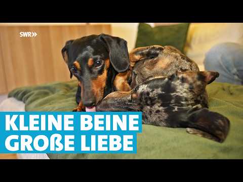 Zwei Dackel, ein Retter: Wilma & Hermann finden ihr Für-immer-Zuhause