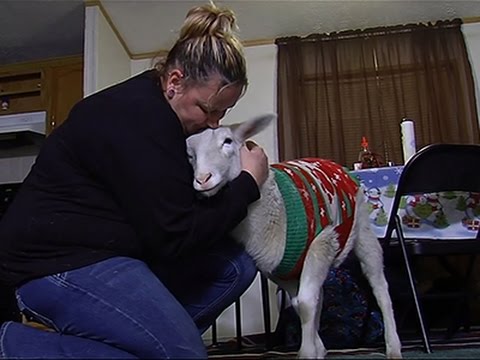 Owner Reclaims Lost 'Christmas Sweater Sheep'