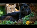 The Real Black Panther The Big Black Cat Animal Planet Full Episode In Hindi Documentary Hindi