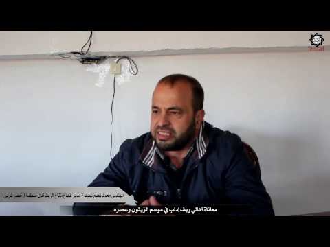 معاناة أهالي ريف إدلب في موسم الزيتون وعصره