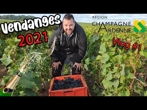 Je test les VENDANGES pour mon 1er VLOG (Ca fait mal !!!)