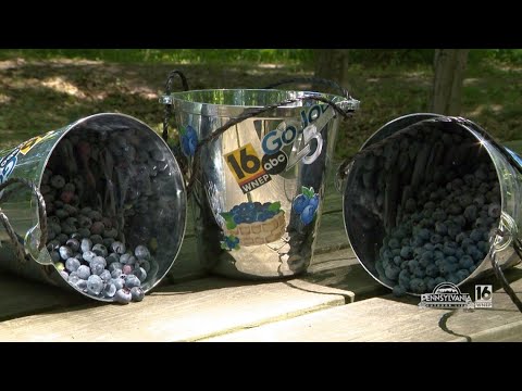 Blueberry Picking with Saint Joseph's Center