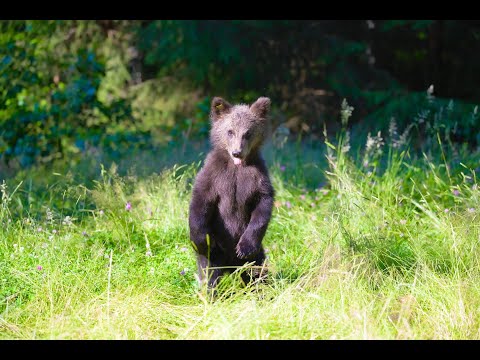 Transfagarasan Rumunsko 2023 4K