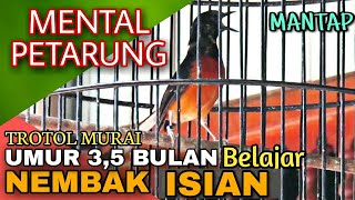 Download lagu Murai trotol gacor prospek MENTAL PETARUNG usia 3,5 bulan BELAJAR NEMBAK ISIAN mp3