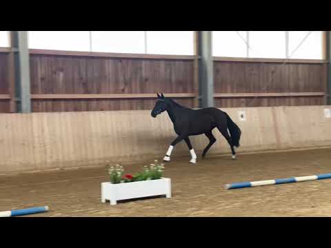 v. Rotspon - De Niro Mutter:Romanov Blue Hors - Wolkentanz 3 jährig