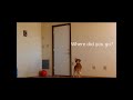 Brain Training For Puppies Dogs