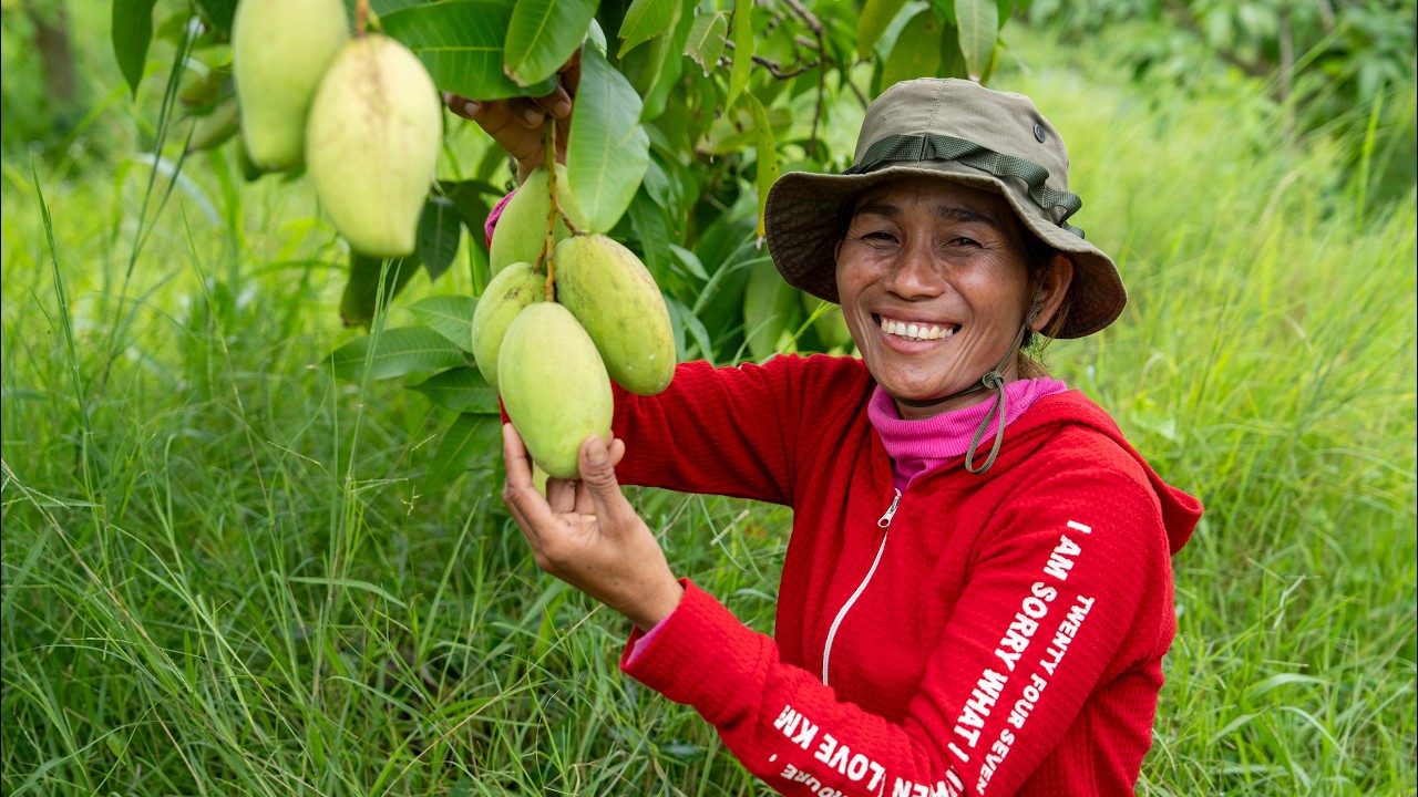 Empowering Cambodia’s Mango Farmers: The Road to Top 5 Global Exporter 🥭
