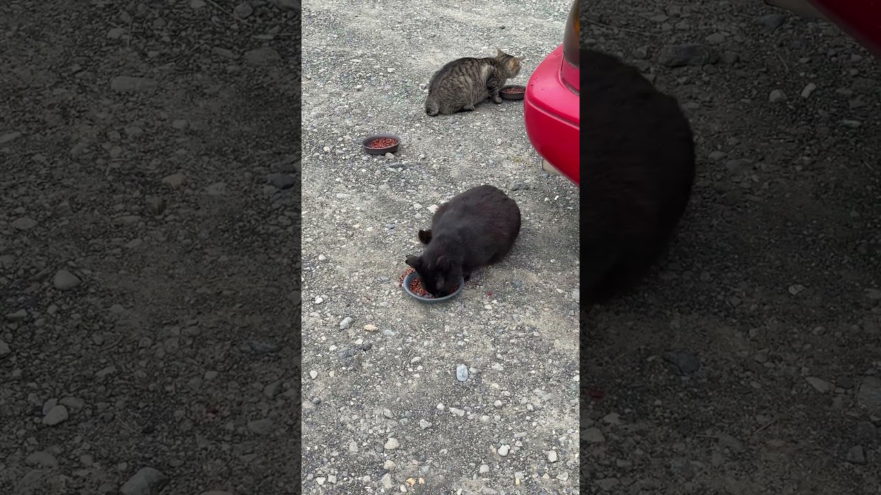 北斗のニャン。キジトラのシン「黒猫のケンシロウ、食べてるね。オレは、別皿の食べるよ」それを狙うカラス