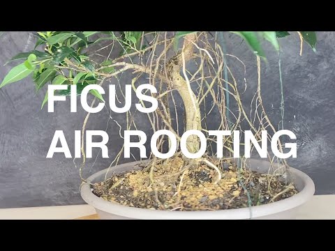 , title : 'How to grow aerial roots on a Ficus Bonsai. ( turn on English subtitles )'