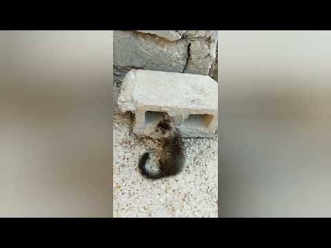 cute cat and so funny cat of 2021 cuit cat videos SB  ANIMALS