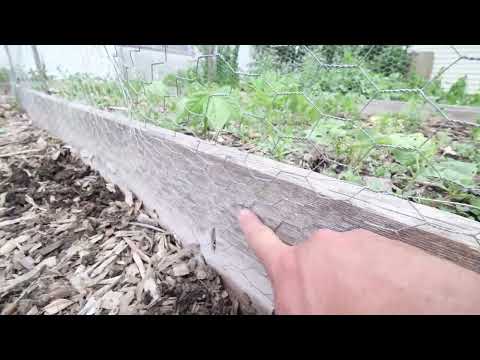 YouTube video about: Will rabbits chew through chicken wire?