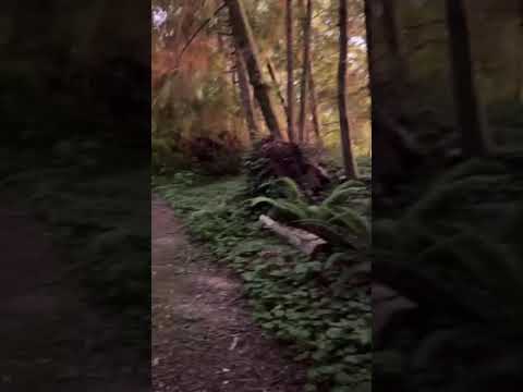 on the trail to the beach