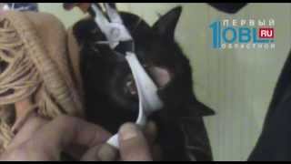 Спасение котенка от удушья в пластиковом кольце сняли на видео