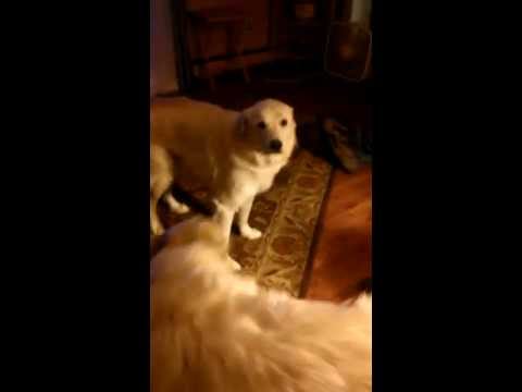 Dog watching Wheel of Fortune