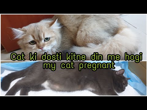 meri cat pregnant hai or new cat ai ab fight| cat lover | cat information |pregnant cat| British cat