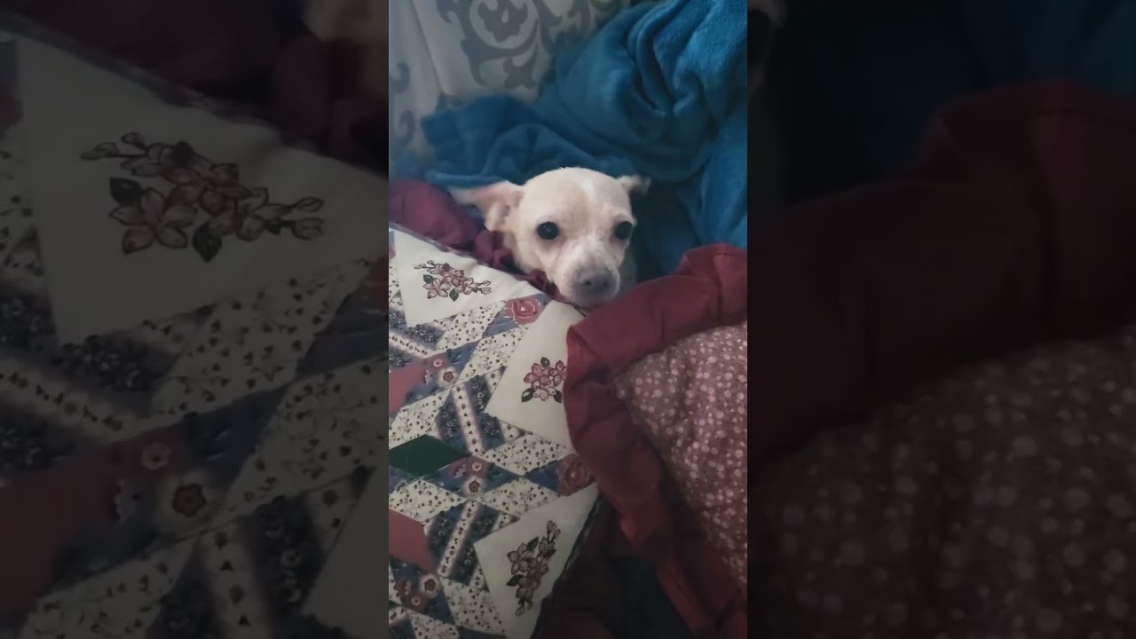 Enlarge Dalia, an adopted mixed breed in Murrieta, CA video 4/6