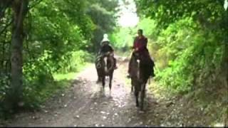 preview picture of video 'Peel Forest Horse Trekking'